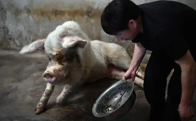 十三年过去了,当年汶川地震中的"猪坚强",如今过得怎么样?_网易订阅