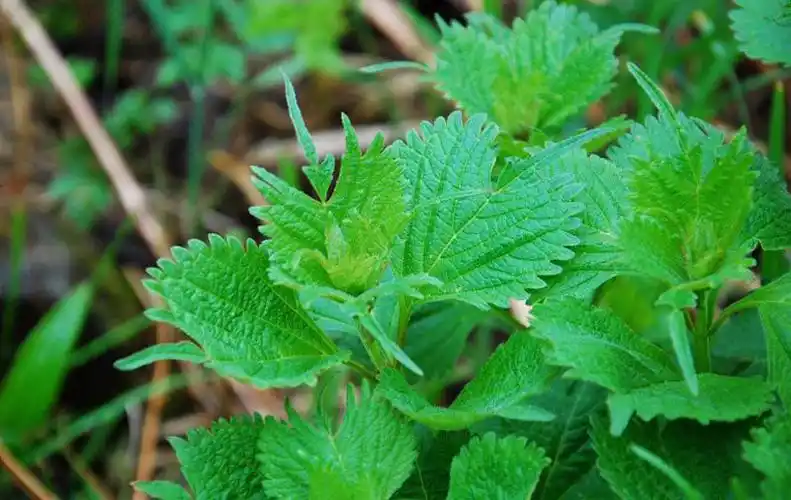尾叶香茶菜图片尾叶香茶菜野菜图片