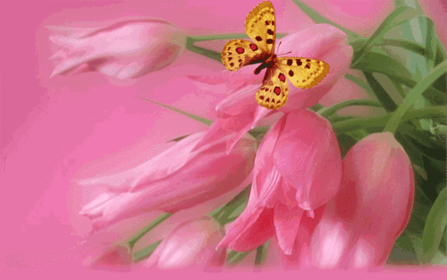 1440_900gif 动态图 动图