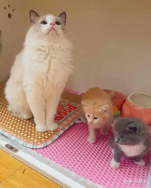 布偶和英短串会怎样? - 知乎