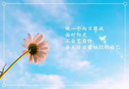 意境唯美小雏菊图片励志唯美的小雏菊