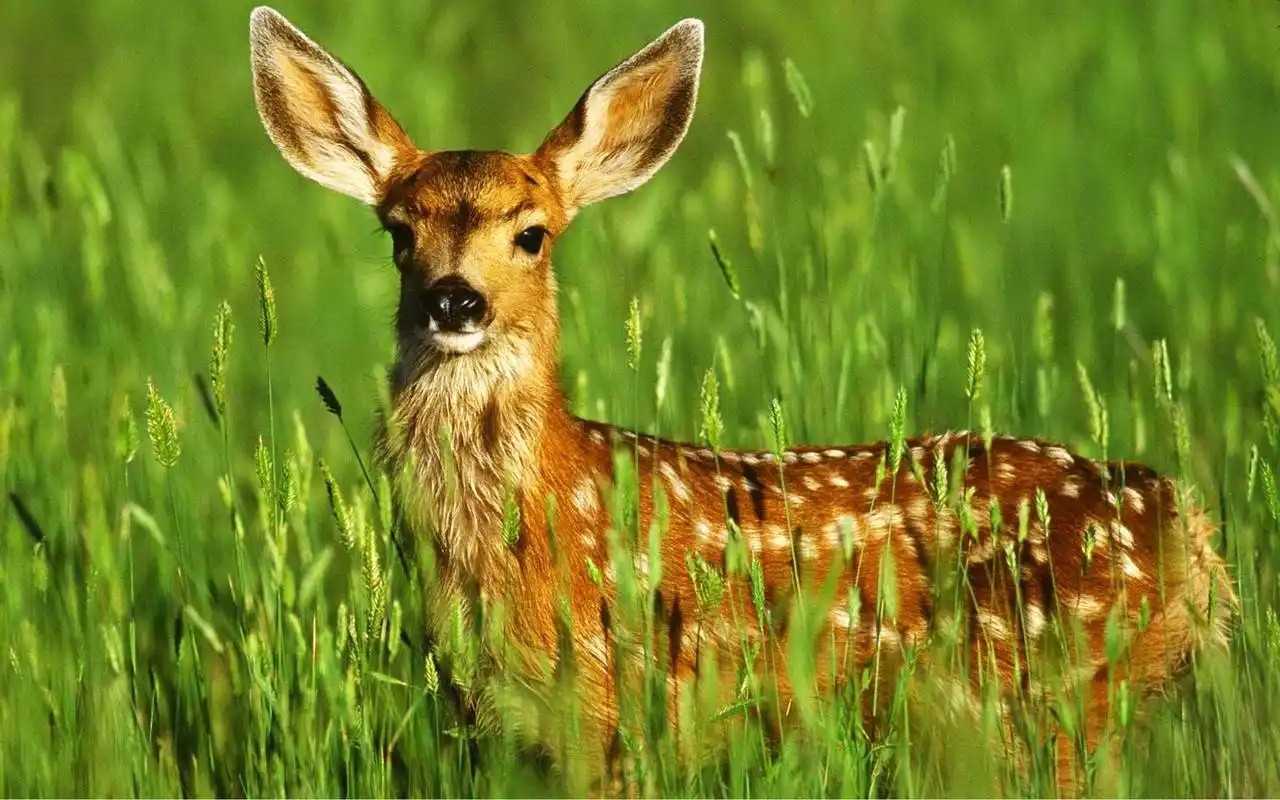 可爱梅花鹿,电脑桌面壁纸,2560x1600,电脑桌面壁纸