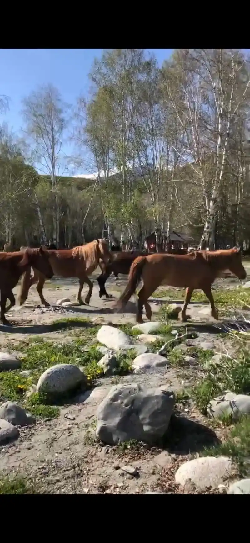 途中遇到四匹俊马,来到河边饮水,#野生动物零距离 #人与动物 - 抖音