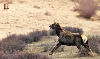 新疆马鹿能发出狮子的吼声,角挑腿踢,能直接抵抗凶猛的天敌?