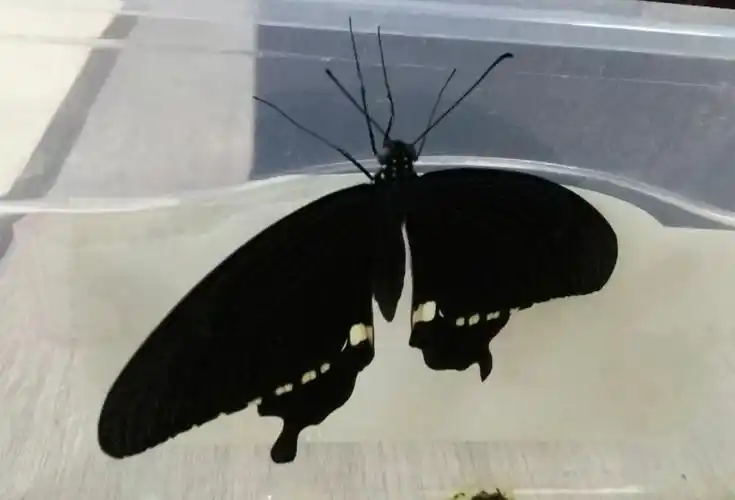 20180626 城中舞者——玉带凤蝶 - 美篇