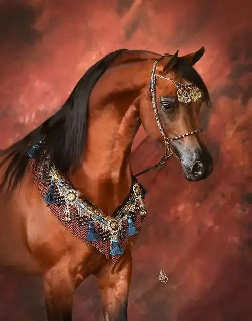 过来看美人连马的首饰都辣么有贵族气息
