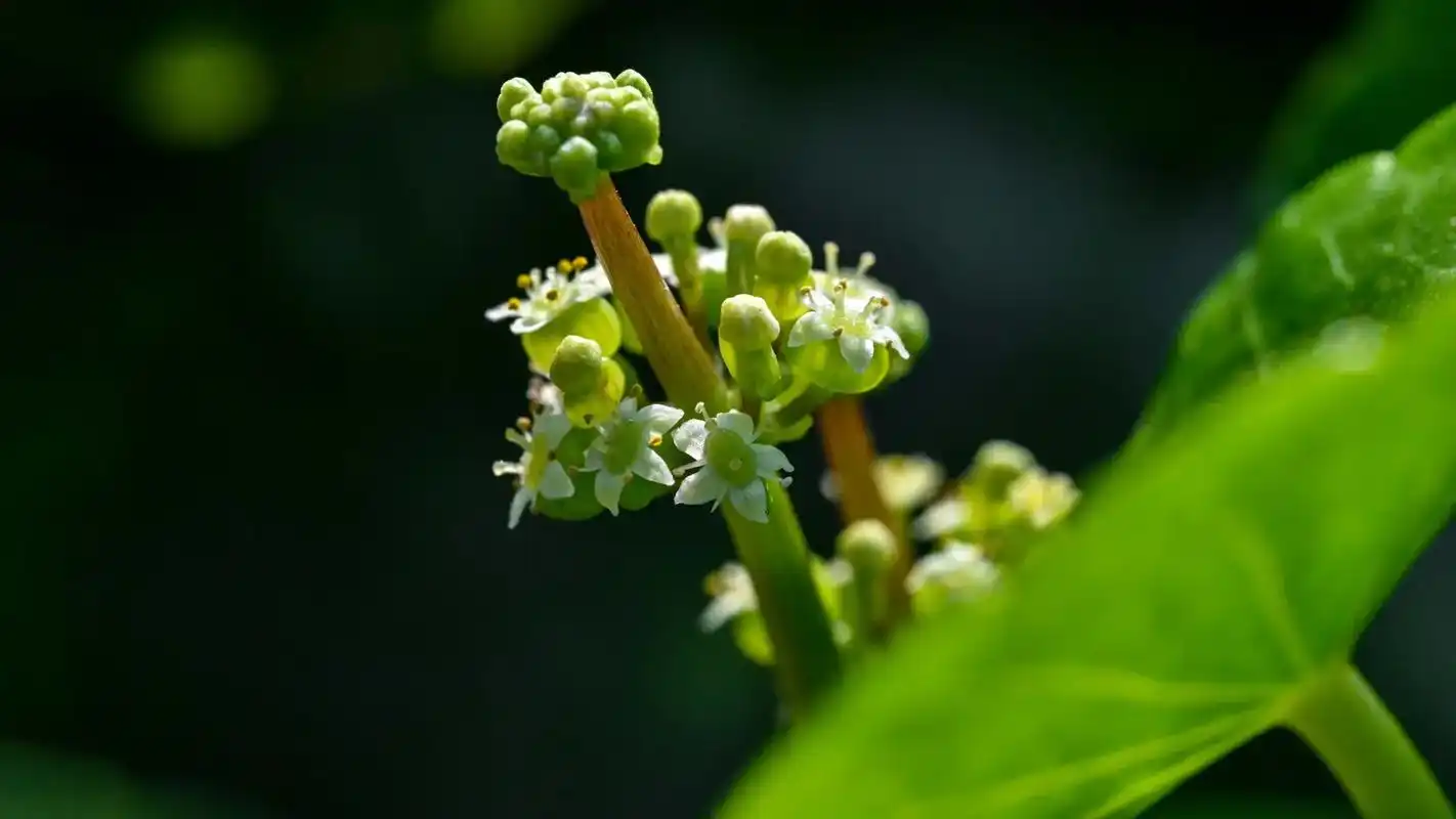 香菇草2    #用抖音记录美好时光 #给生活多一点色彩 # - 抖音