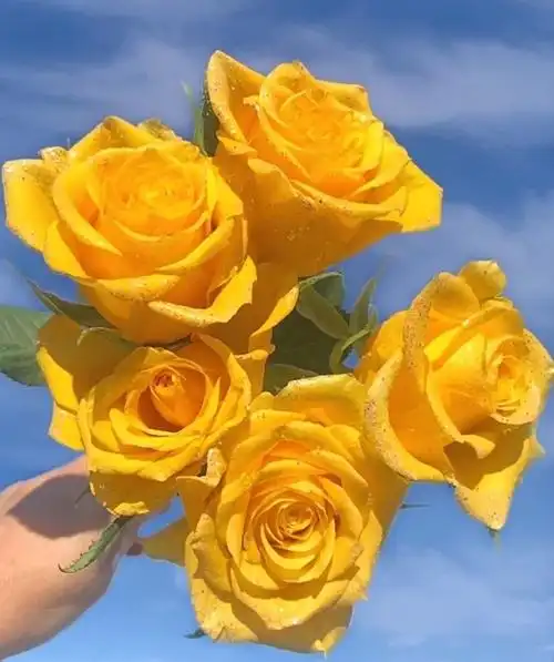 花的文案##朋友圈文案##花的句子##唯美清新图片##背景图##治愈系