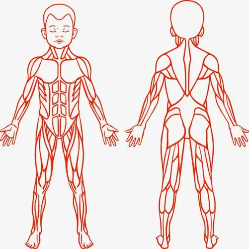 关键词 : 肌肉,儿童,卡通儿童,儿童的肌肉