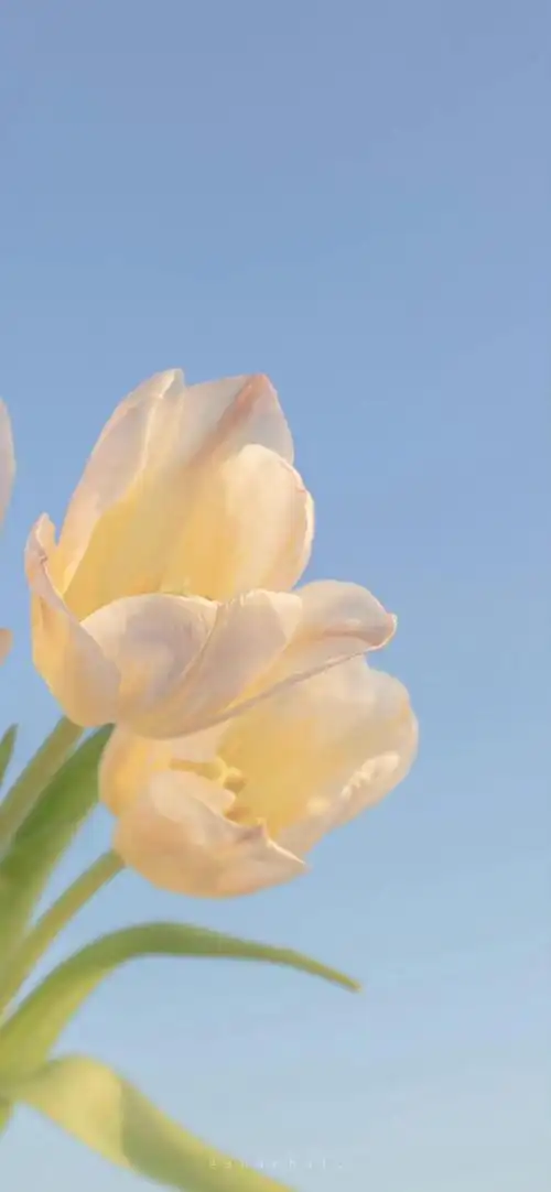 淡雅郁金香屏保壁纸,高清图片,花卉-纯色壁纸