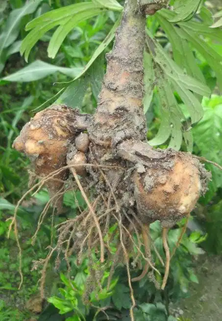 中药附子主要功效解析:散寒止痛,回阳救逆