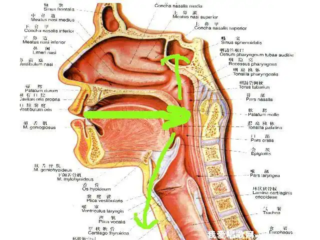 发声靠后会让你的声音更具实力!-我爱唱歌网--免费学唱歌的网站