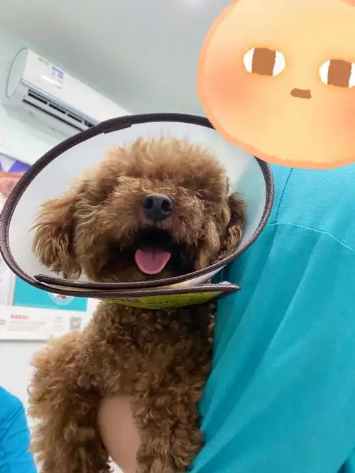 有被蹭过 所以到底咋回事现在天天套着耻辱圈 变成emo小狗了#狗狗日常