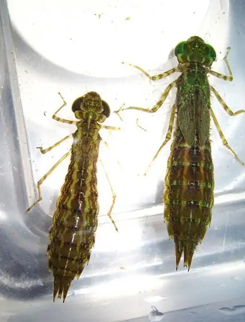 "水中老虎"蜻蜓幼虫