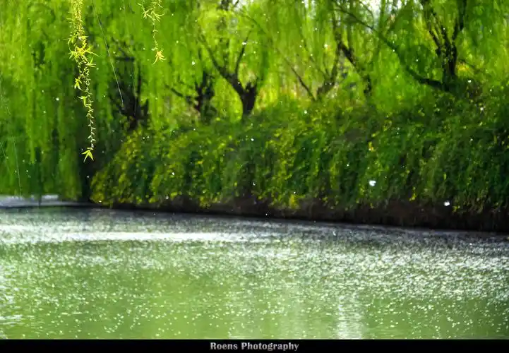 柳絮纷飞 - roens - 图虫摄影网