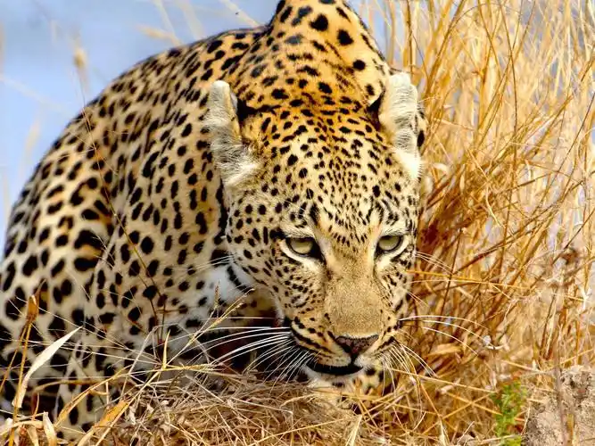 豹在草丛中 壁纸 - 1920x1440