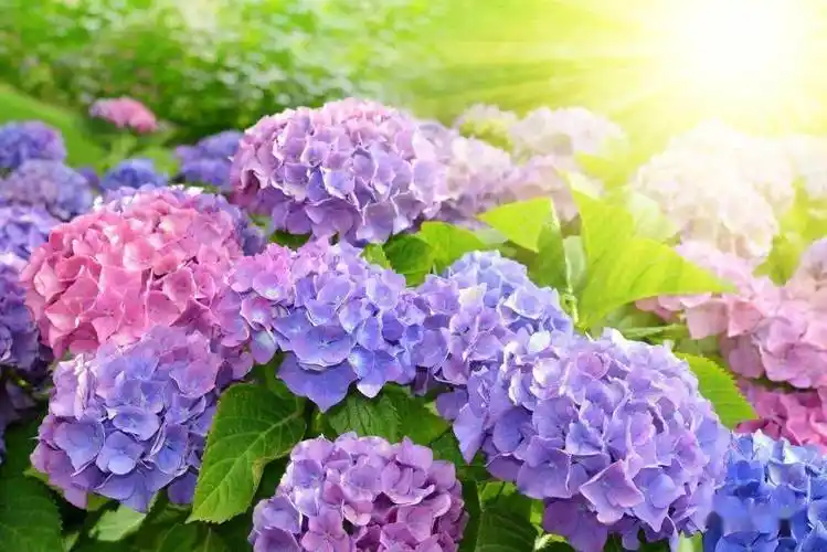 绣球花的花语是什么