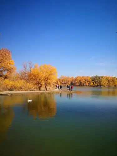 最美秋景之金塔胡杨林 写美篇听人说红色最适合金黄色,也装一下,中国