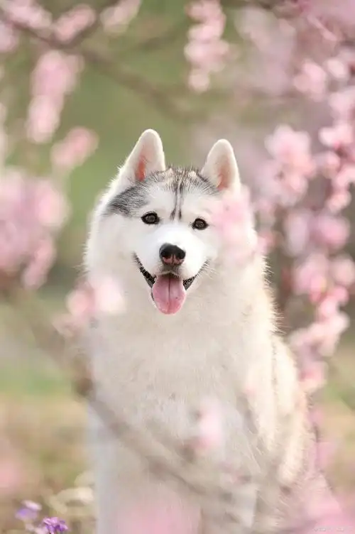 我想念我的哈士奇狗子!