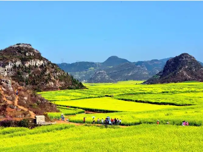 中国春天里十大超凡脱俗的花海/组图