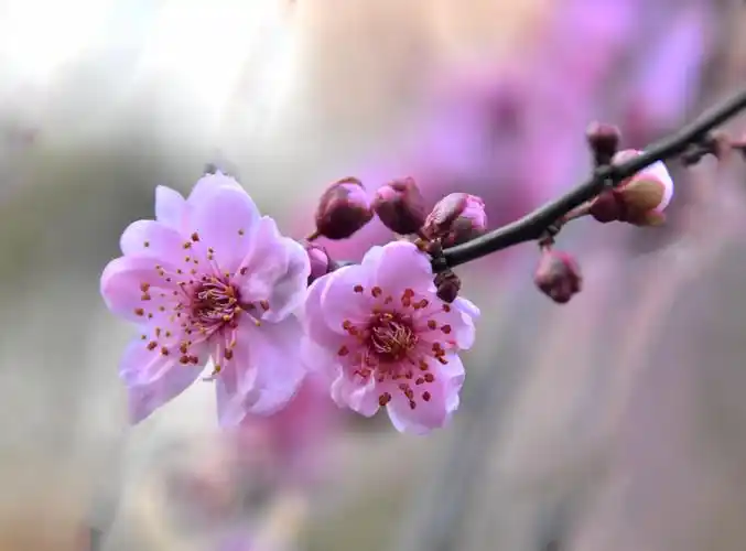 漂亮的美人梅开了 - 美篇