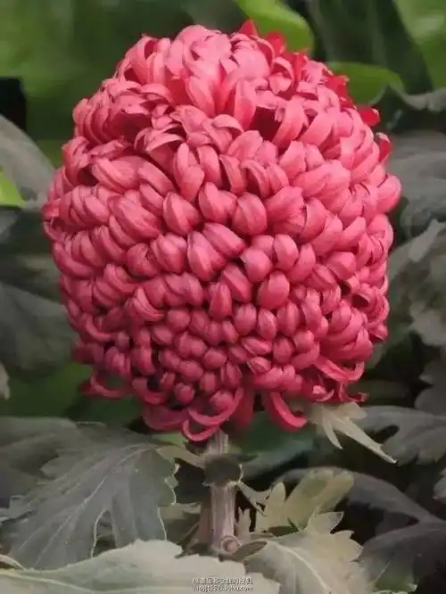 34盘龙瀑布35盘龙卓越36精兴の雪37紫凤牡丹38水晶球39独立寒秋40粉