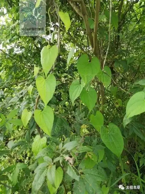 猴姜七,毛卵砣,金线吊葫芦,金线吊蛋,黄金山药,薯瓜乳藤,铁秤砣,狗嗽