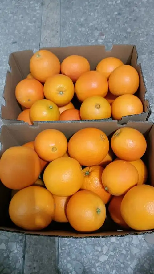 现在是吃橙子92 的最佳时候,大家珍惜短暂的一个月,错过了又要等