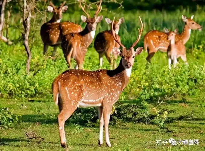 吉林一养殖场出现白色梅花鹿,一身雪白色像仙鹿,这是白化小鹿?