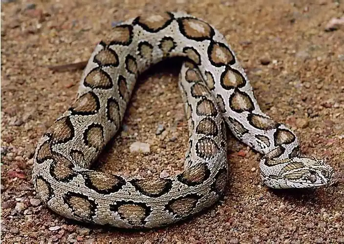盘点中国伤人最多的十大毒蛇,最危险,伤人最多的毒蛇是哪些?