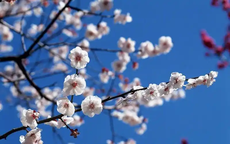 淡雅唯美梅花图片高清壁纸高清大图预览1920x1200_植物壁纸下载_美桌