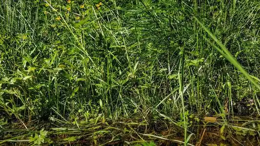 春天的草丛图片