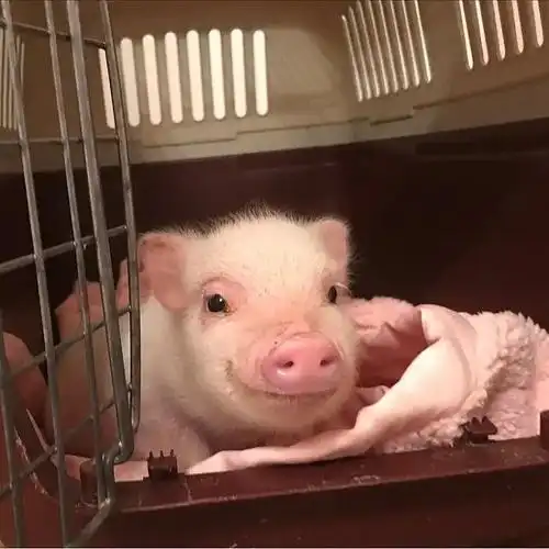 求猪猪头像真猪