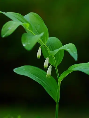 风玲-----玉竹花