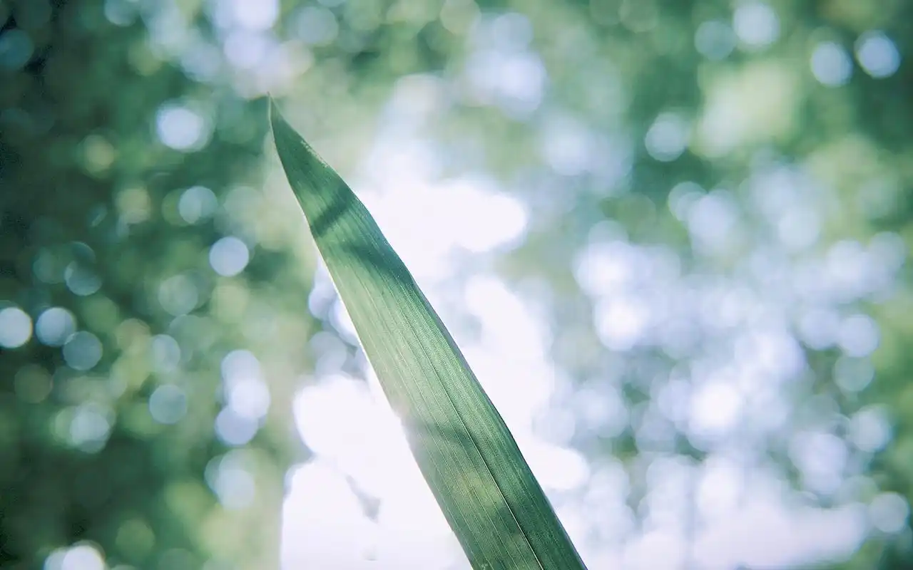 养眼小清新高清桌面壁纸