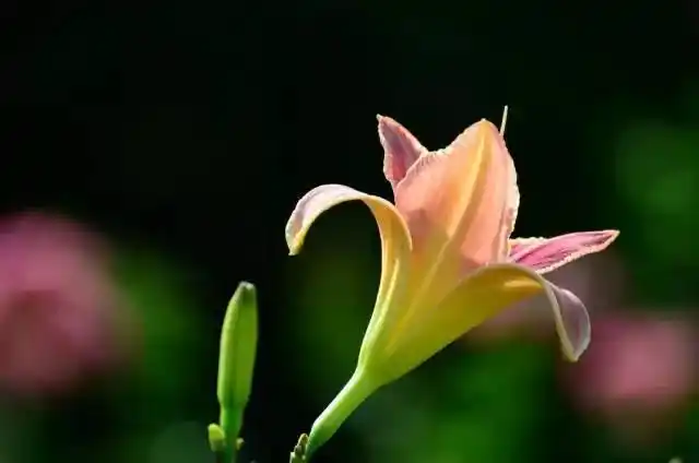 panke137 奇花异草     萱草,一个名叫"紫萱",又一个名叫"忘忧草".