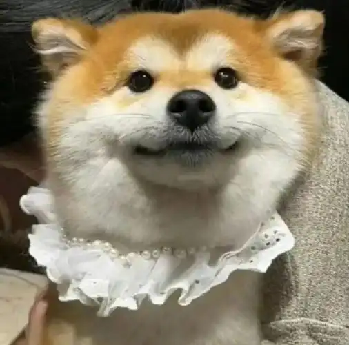 朋友,你确定不来点沙雕表情包?