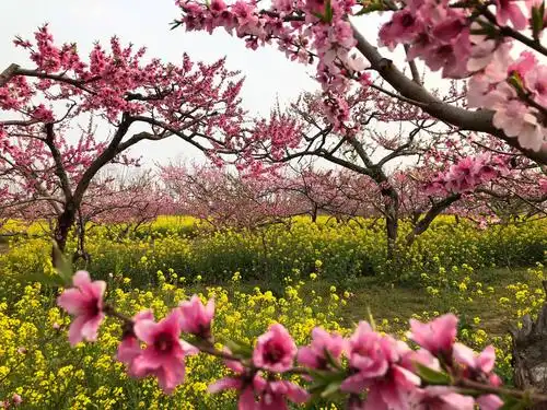 清明时节踏青赏桃花
