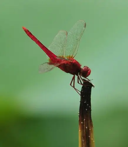 荷塘里交尾的大蜻蜓