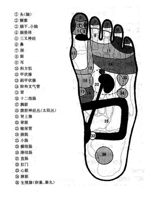 左足底反射区图示