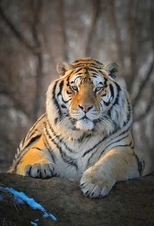 著名摄影家刘志超虎年谈虎摄变之联想