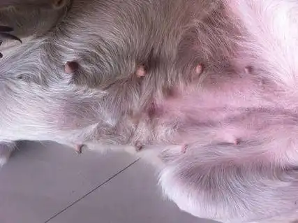 狗狗怀孕10天最明显的征兆,狗狗怀孕20天的图片