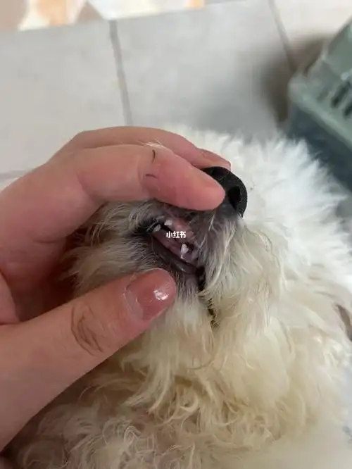 三个半月的比熊已经掉了五颗牙了