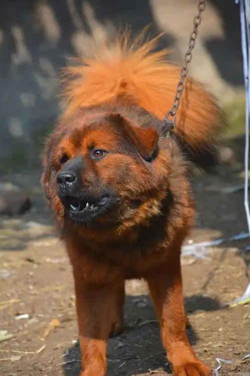 自家养大的混血藏獒转让,价格实惠,机不可失