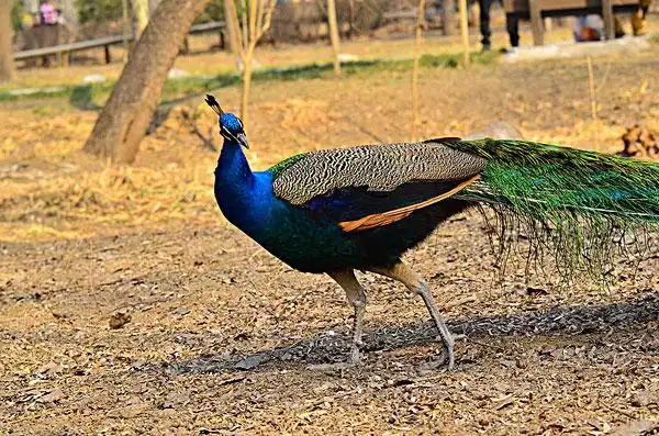 孔雀图片-孔雀图片大全-孔雀高清图片下载