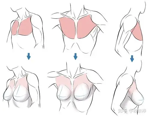 绘画新手如何快速画出人体肌肉人体肌肉绘画指南