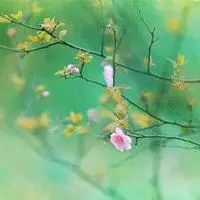 静待花开意境微信头像【点击鼠标右键下载】