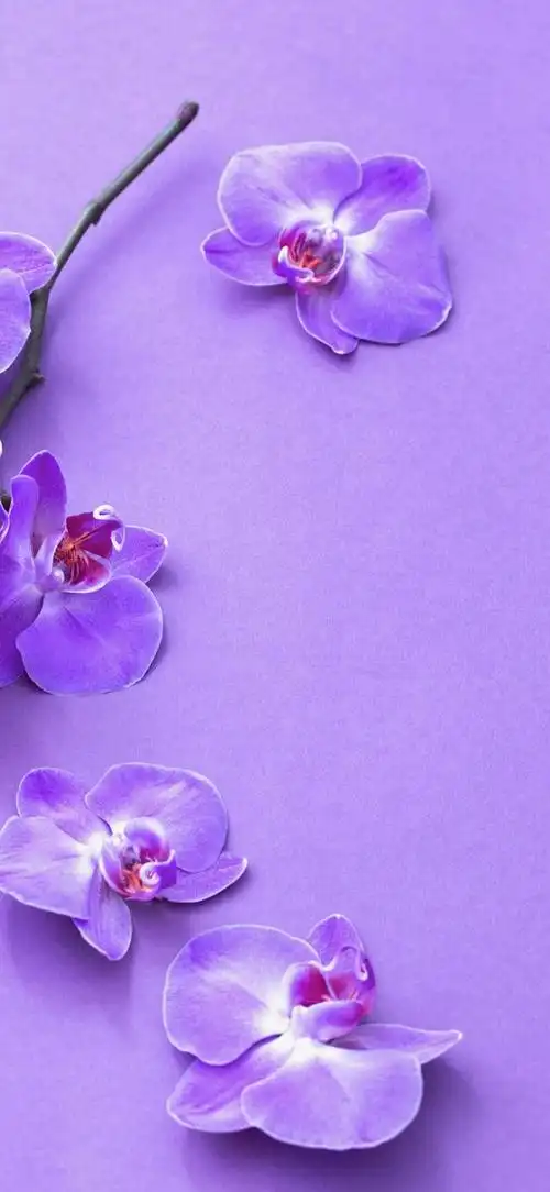 壁纸|彩色人生之紫色