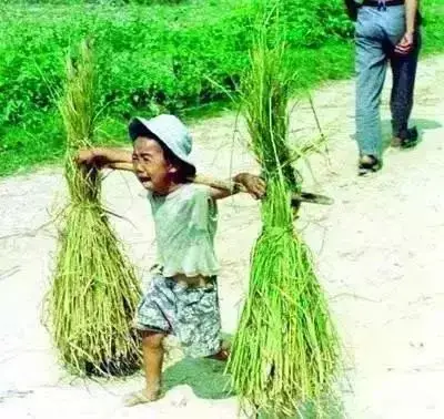 以前的湖南农村小孩都要帮家里干农活这些农活你干过几样