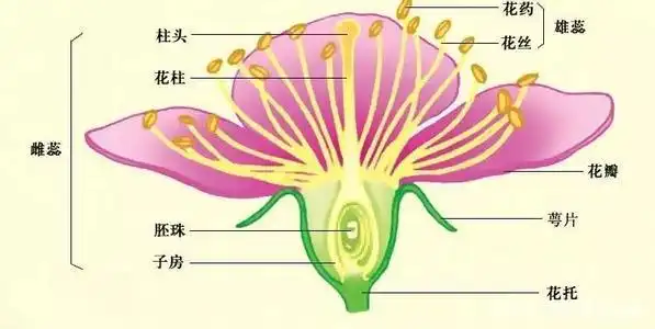 花的结构图
